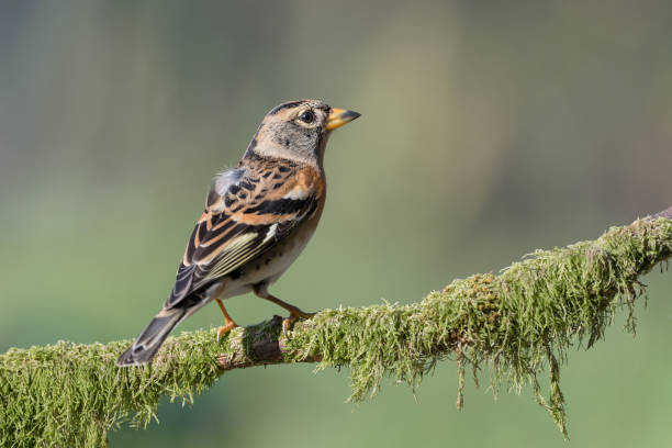 istock Beautiful portrait of Brambling (Fringilla montifringilla) 1187577170
