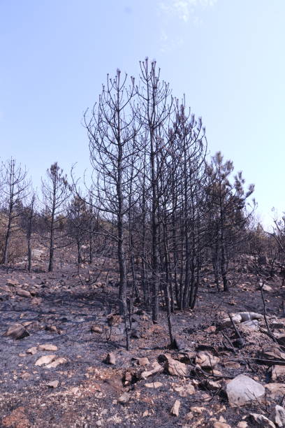 istock Remains of a Wildfire 1187577323