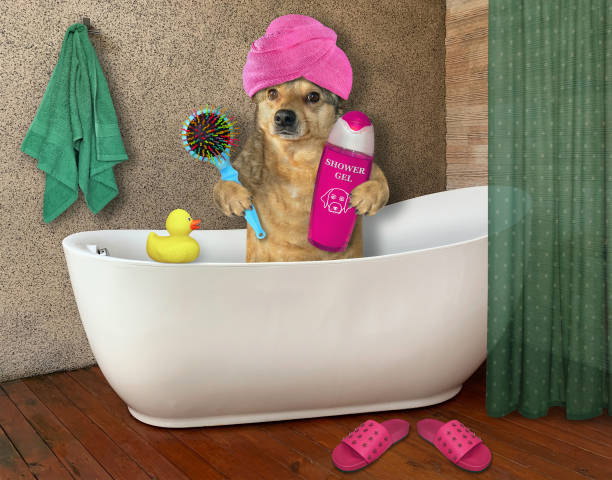 istock Dog in turban takes bath 1187577328