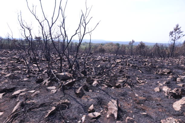 istock Remains of a Wildfire 1187577335
