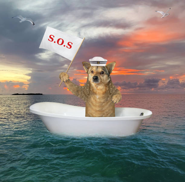 istock Dog drifting on sea in bathtub 1187577449