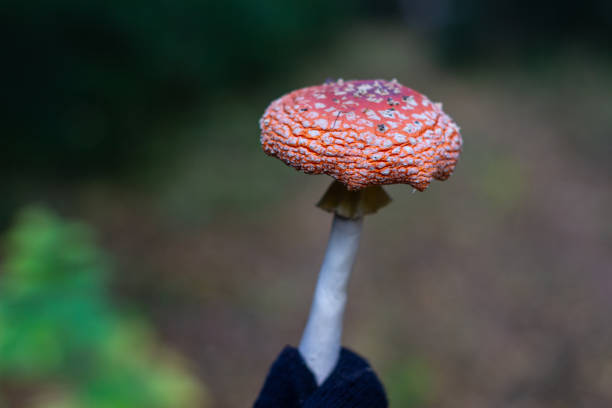 Red mushroom in hand in nature. Mushroom fly agaric