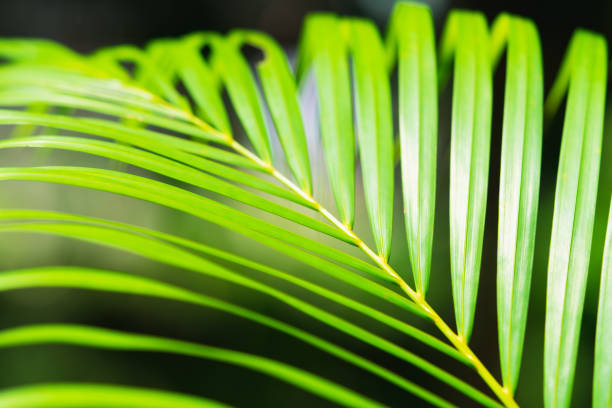 Abstract blurred nature view of green coconut leaf with on sunlight using as background concept