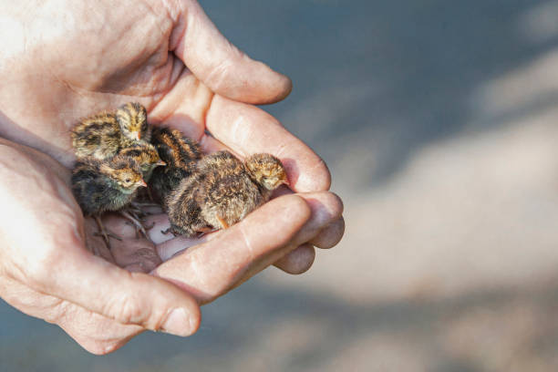 Dwarf quail, chick, Coturnix chinensis Several dwarf quail chicks sit on open hand surfaces coturnix quail stock pictures, royalty-free photos & images
