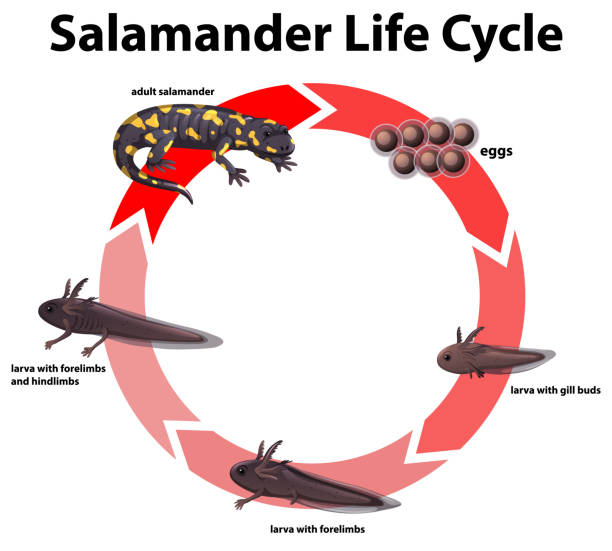 ilustraciones, imágenes clip art, dibujos animados e iconos de stock de diagrama que muestra el ciclo de vida de la salamandra - salamandra