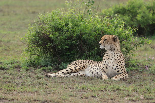 istock Cheetah in the african savannah. 1187580288