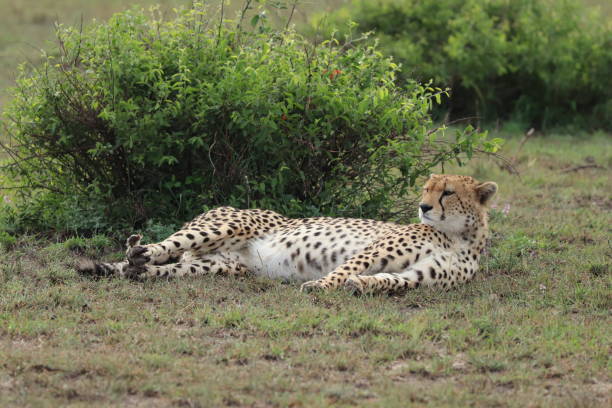 istock Cheetah in the african savannah. 1187580289