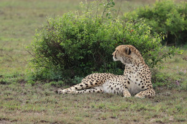 istock Cheetah in the african savannah. 1187580322