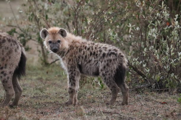 istock Hyena in the african savannah. 1187580427