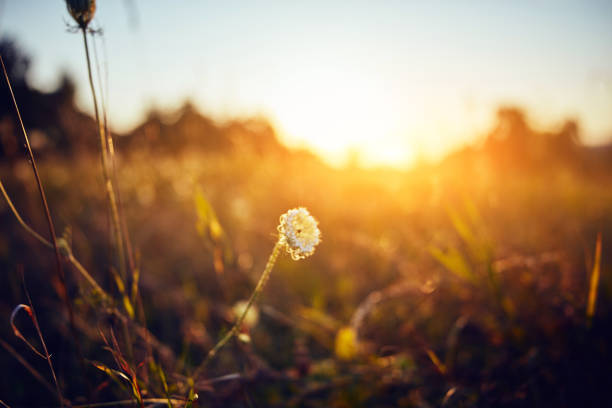 Flower with sunrise / sunset on a golden colored meadow.