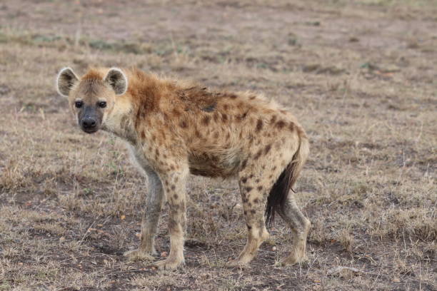 istock Hyena in the african savannah. 1187581013
