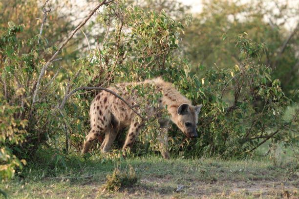 istock Hyena in the african savannah. 1187581145