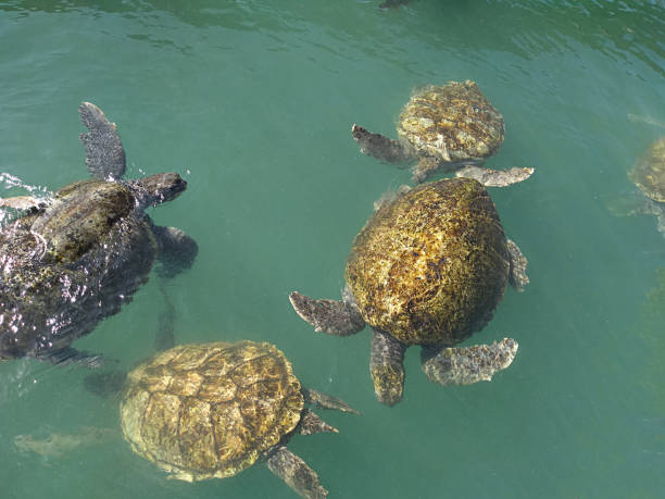 istock Turtles in the Sea 1187582232
