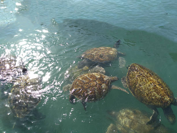 istock Turtles in the Sea 1187582241