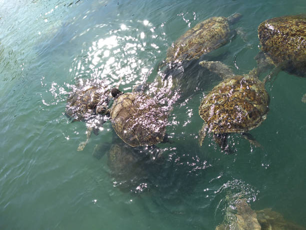 istock Turtles in the Sea 1187582271