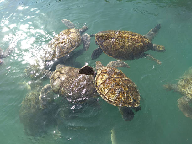 istock Turtles in the Sea 1187582290
