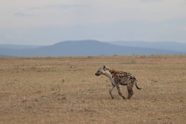 istock Hyena in the african savannah. 1187582441