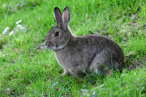 istock cute little bunny in the green grass 1187582659