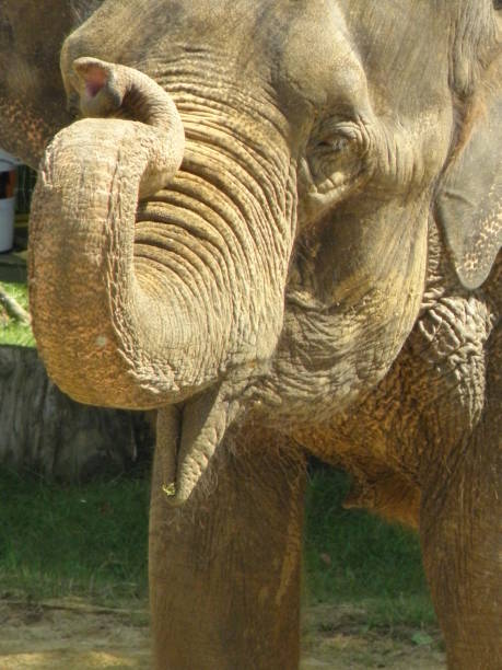 istock A huge old elephant walks in the sun 1187583496