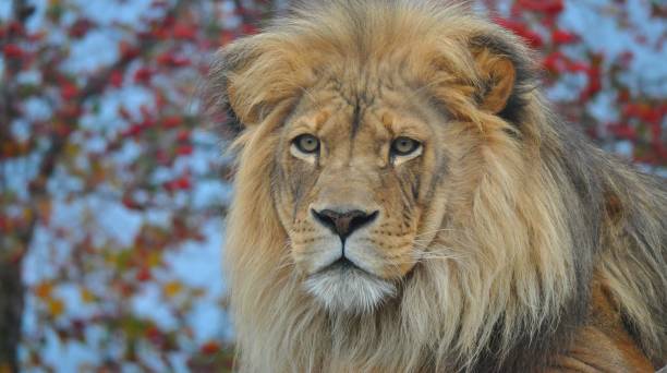 istock A large and powerful lion in the vast savannah 1187583520
