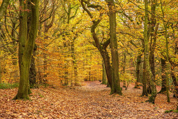 istock Autumn coloured trees in woodland 1187583625