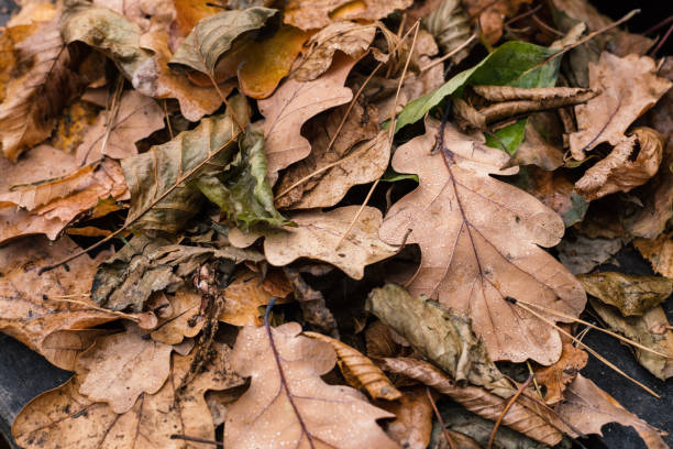 istock Close up autumn leaves in a forest 1187583843