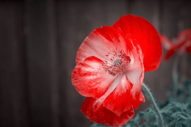 red  poppy flowers in tropical garden in the spring close-up of a macro. floral background. selective focus - bouquet namibia wildflower africa imagens e fotografias de stock