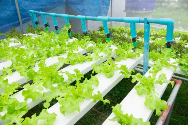 Photo of Hydro vegetable farm