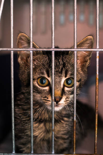 istock sad kitten in he cage at the veterinary clinic 1187585045