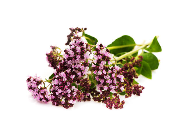 istock Herbs oregano on a white background 1187586116