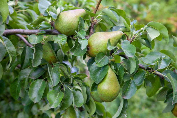 istock Shiny delicious pears hanging from a tree branch in the orchard. 1187586403