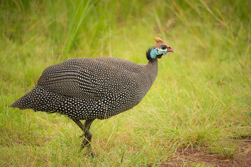 An helmeted guinea fowl on the plains of Ngoro Crater National Park – Tanzania
