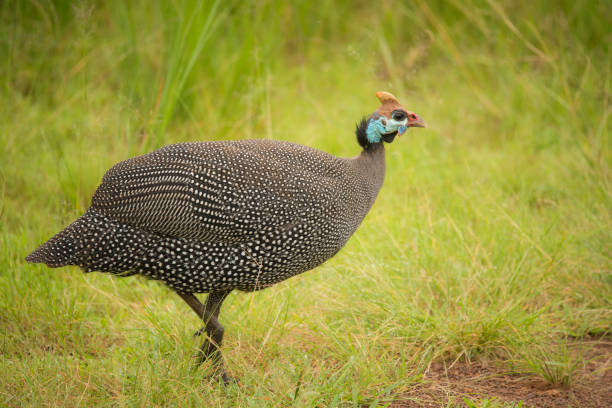 портрет ходячих морских птиц в траве - male animal vertebrate one animal guinea fowl стоковые фото и изображения