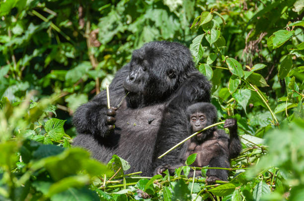 un gorille de montagne femelle et son bébé - gorilla safari animals wildlife photography photos et images de collection