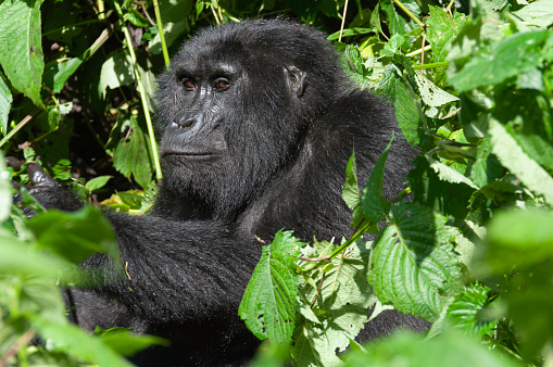 Portrait of a female mountain gorilla in Volcanoes national park in rwanda