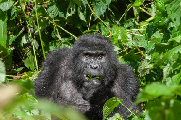 verticale d'un gorille de montagne femelle - gorilla safari animals wildlife photography photos et images de collection