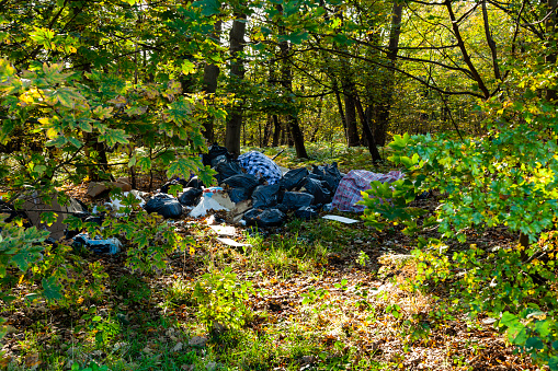 Fly tipping in a small woodland.
