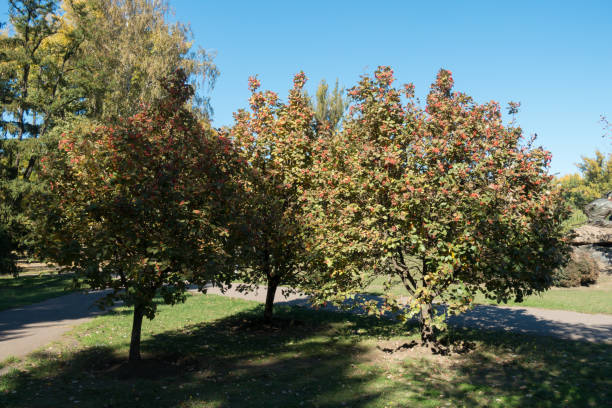 istock Common whitebeams with autumnal foliage and red berries 1187588612