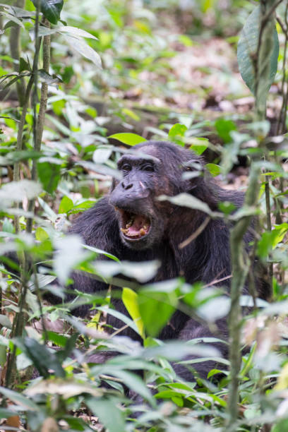 istock portrait of a screaming chimpanzee 1187588811