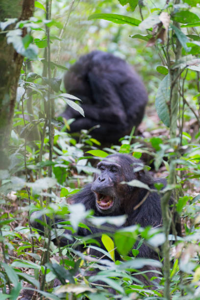 istock portrait of a screaming chimpanzee 1187589038