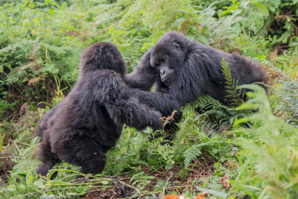 playing mountain gorillas stock photo
