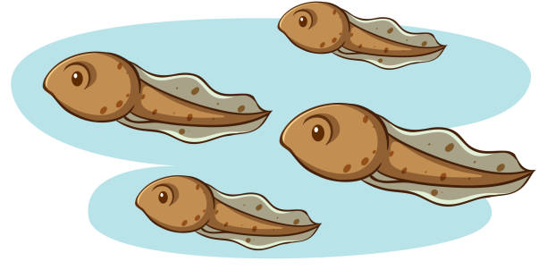 Four tadpoles swimming on white background Four tadpoles swimming on white background illustration tadpole swimming stock illustrations