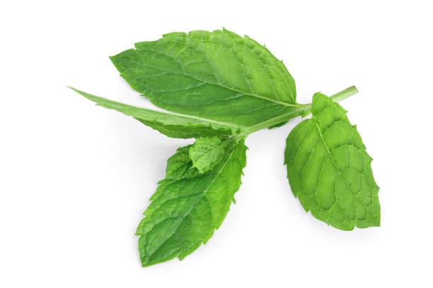 istock fresh mint leaves isolated on white background 1187591737