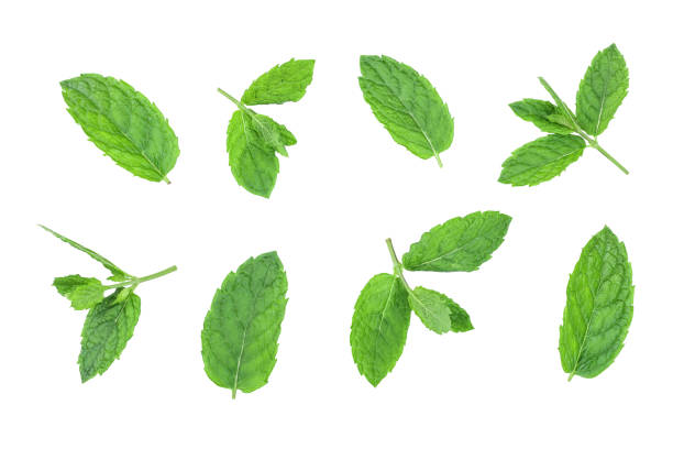 istock fresh green mint leaves isolated on white background, top view. Flat lay 1187591747