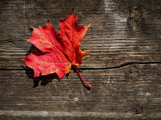 istock Autumn maple leaf on the picnic table,Ontario, Canada 1187592288