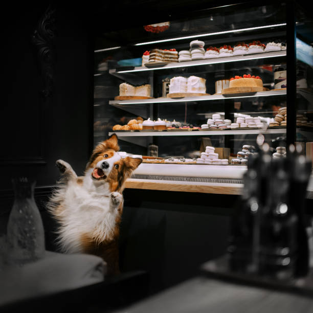 istock happy border collie dog posing in a bakery 1187593087
