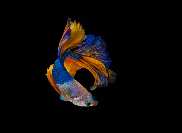 istock siamese betta fighting isolated on black background. 1187593161
