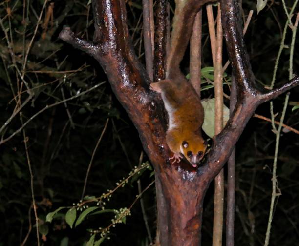 라노마파나, 피아나란소아, 마다가스카르에서 일명 동부 루푸스 또는 러셋의 갈색 마우스 여우원숭이 microcebus 루퍼스의 밤 초상화 - squirrel softness wildlife horizontal 뉴스 사진 이미지