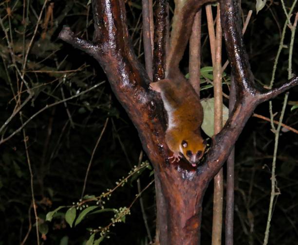 Night Portrait of the brown mouse lemur Microcebus rufus aka eastern rufous or russet in Ranomafana, Fianarantsoa, madagascar Night Portrait of the brown mouse lemur Microcebus rufus aka, Ranomafana National Park, Fianarantsoa, madagascar red kangaroo stock pictures, royalty-free photos & images