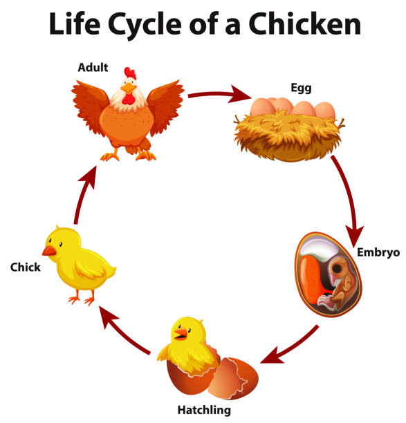 life-cycle-of-bird-worksheet